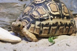 Панцырь среднеазиатской черепахи