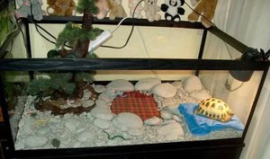 Содержание черепахи в террариуме