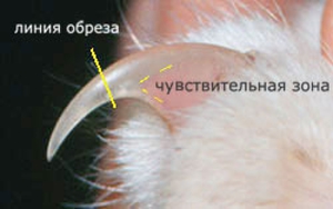 Правильная стрижка когтей у кошки