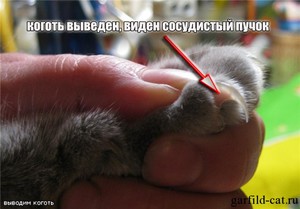 Стрижем когти котенку