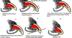 Схема стрижки когтей кошки 