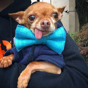 Чихуахуа с интересом наблюдают за домочадцами