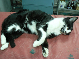 Короновирусная инфекция 