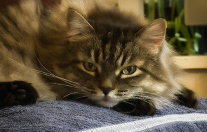 Короновирусная инфекция у кошек  