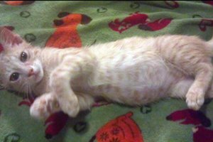 Короновирусная инфекция у кошек  - опасная болезнь