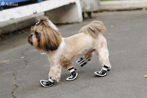 Собака в кедах