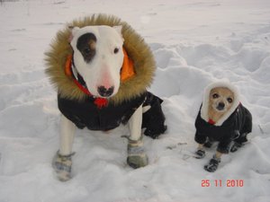 Обувь для больших и маленьких собак