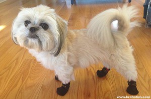 Пушистая собачка в ботинках