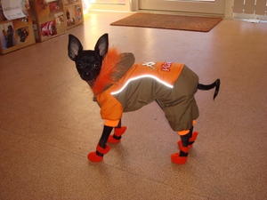 Собака мелкой породы в комбинезоне и сапожках