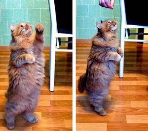 Как дрессировать кота играть