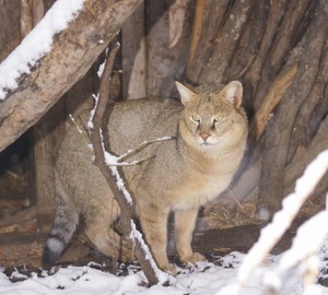 КАМЫШОВЫЙ КОТ ИЛИ БОЛОТНАЯ РЫСЬ хищное млекопитающее из семейства кошачьих