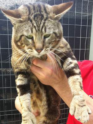 КАМЫШОВЫЙ КОТ ИЛИ БОЛОТНАЯ РЫСЬ