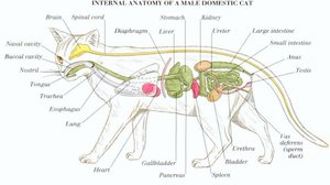 Строение скелета кошки