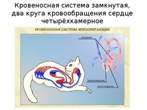 Анатомия и особенности строения скелета кошки