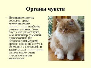 Анатомия  кошек - краткое описание