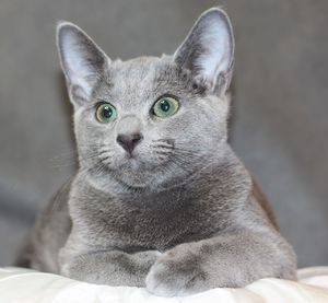 Как кормить русскую кошку