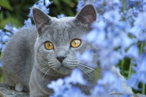 Чем могут болеть кошки