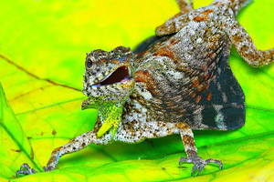 Летающий дракон