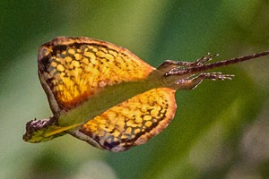 Летучая ящерица дракон: правда о «летающем драконе» природы