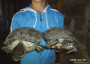 Чем кормить красноухую черепаху