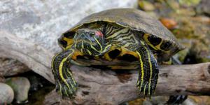 Красноухие черепахи в домашних условиях