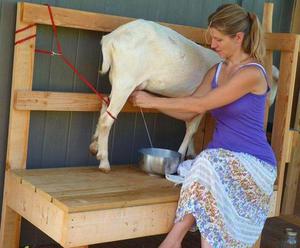 Как доить козу