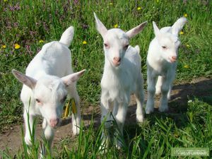 Козлята