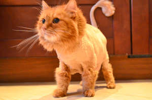 Модные стрижки кошкам