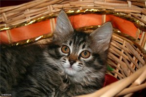 Как долго растет кошка