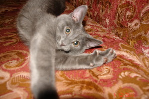 Как определить возраст кошки