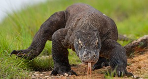 Комодский варан: описание, ареал обитания и интересные факты