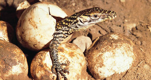 Яйца комодского варана