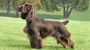 Филд спаниель - порода собак