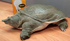 Где обитает черепаха