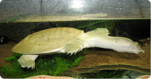 Китайский трионикс: уход и содержание мягкотелой черепахи