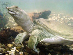 Описание черепахи