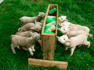 Питание козлят без матери