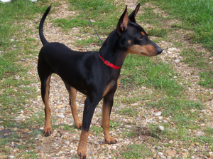 Английский той терьер на прогулке