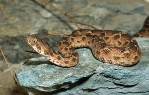 Образ жизни Песчаной змеи эфы