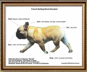 Питание английского бульдога