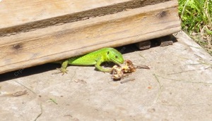 Чем питаются ящерицы дома и в природе: рацион и советы по кормлению