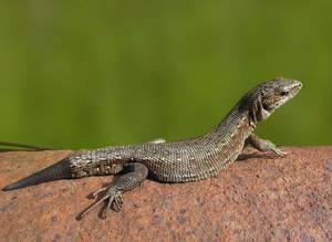 Чем дома можно кормить ящерицу