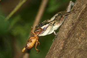 На фото - ящерица на охоте