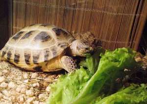 Особенности ухода за черепахами