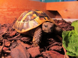 Питание сухопутных черепах