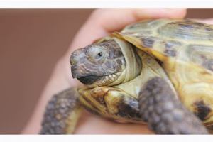 Чем кормят красноухих черепах