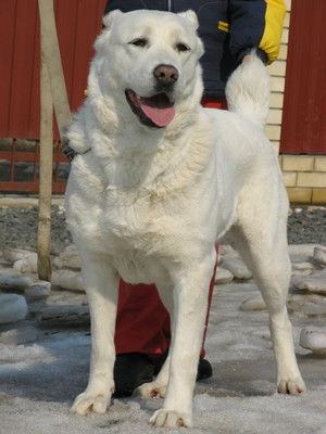 Собака породы Среднеазиатская овчарка