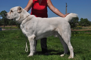 Характеристика Среднеазиатской овчарки