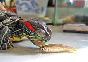 Чем кормить красноухую черепаху: рацион и советы по уходу