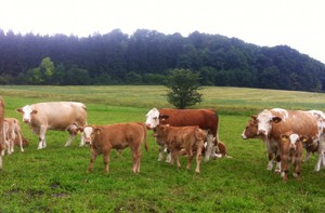 Коровы пасутся на пастбище